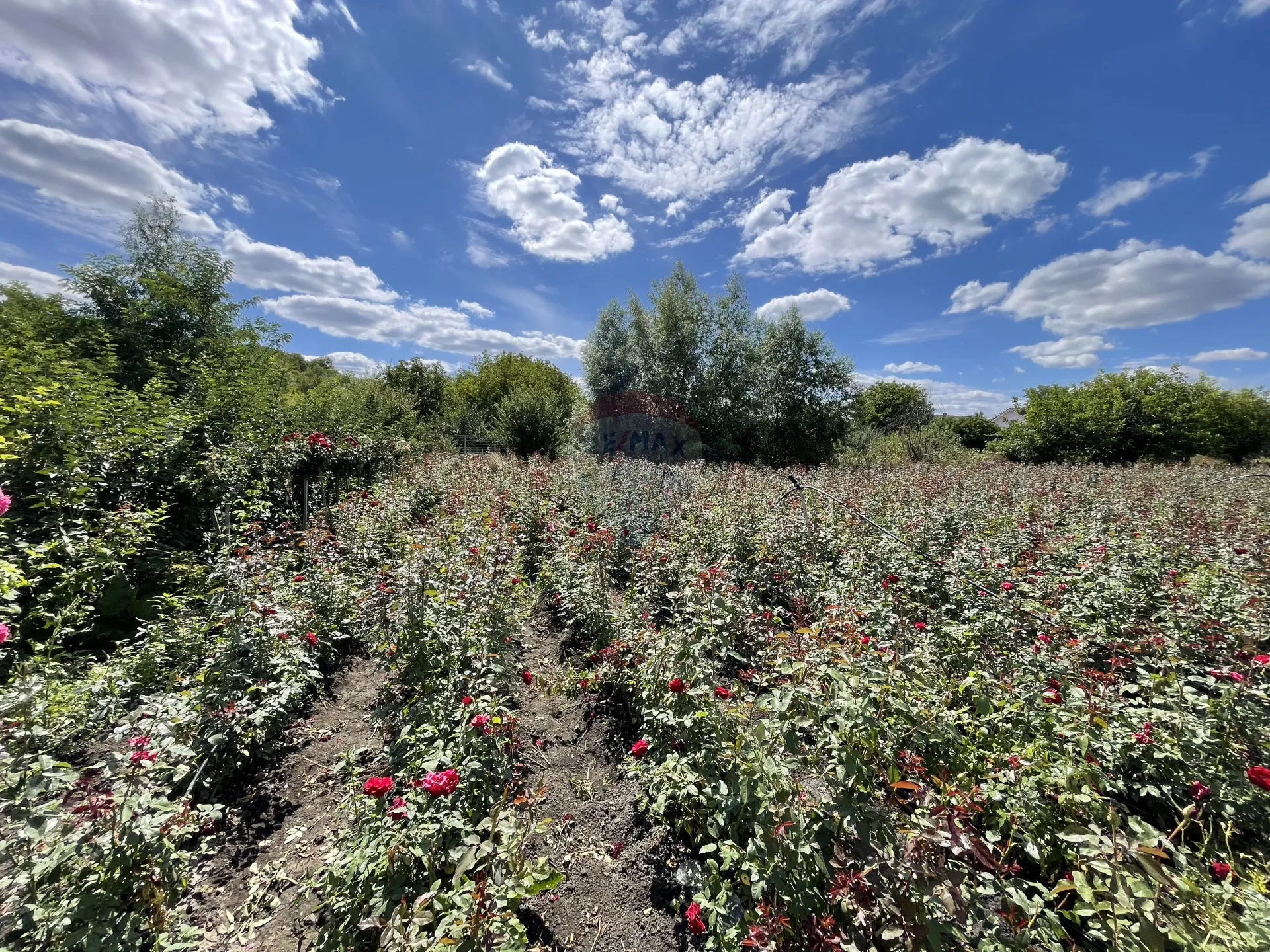 Land, 7 ares — Image 1