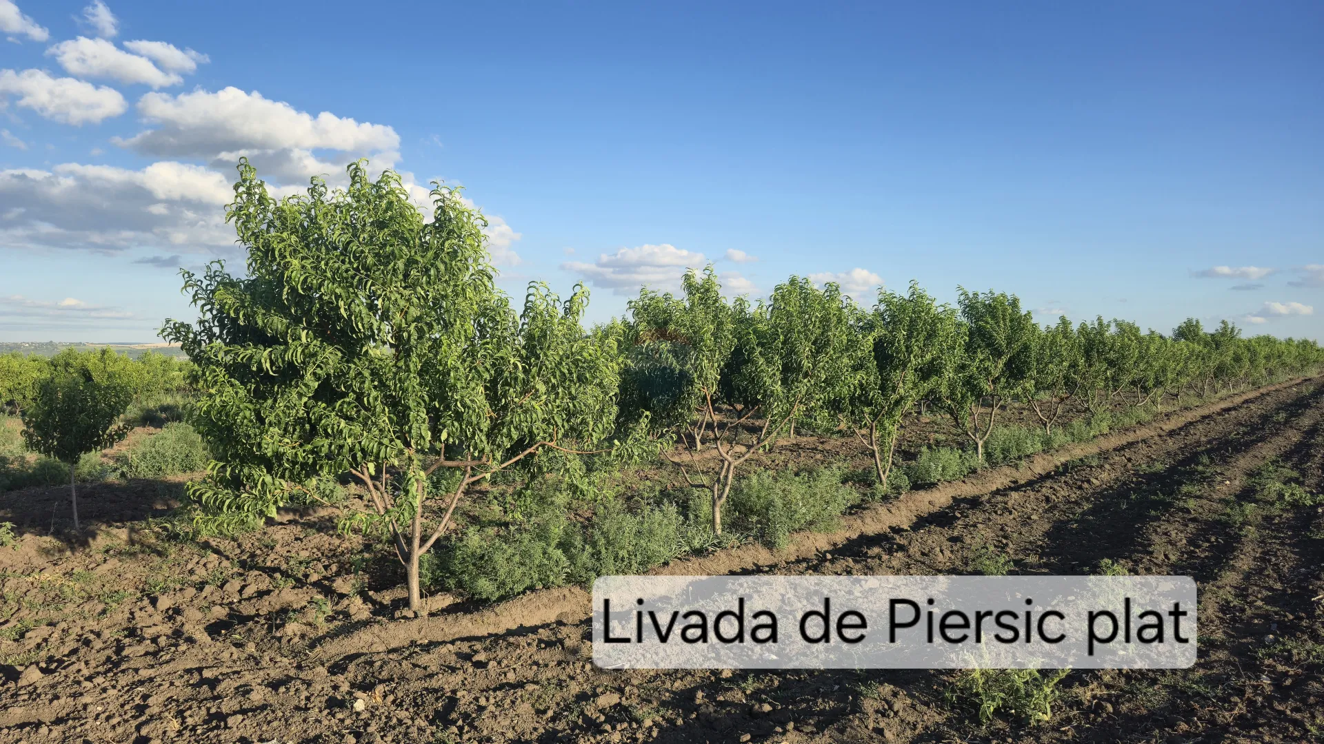 Commercial Land, 97 ares — Image 1