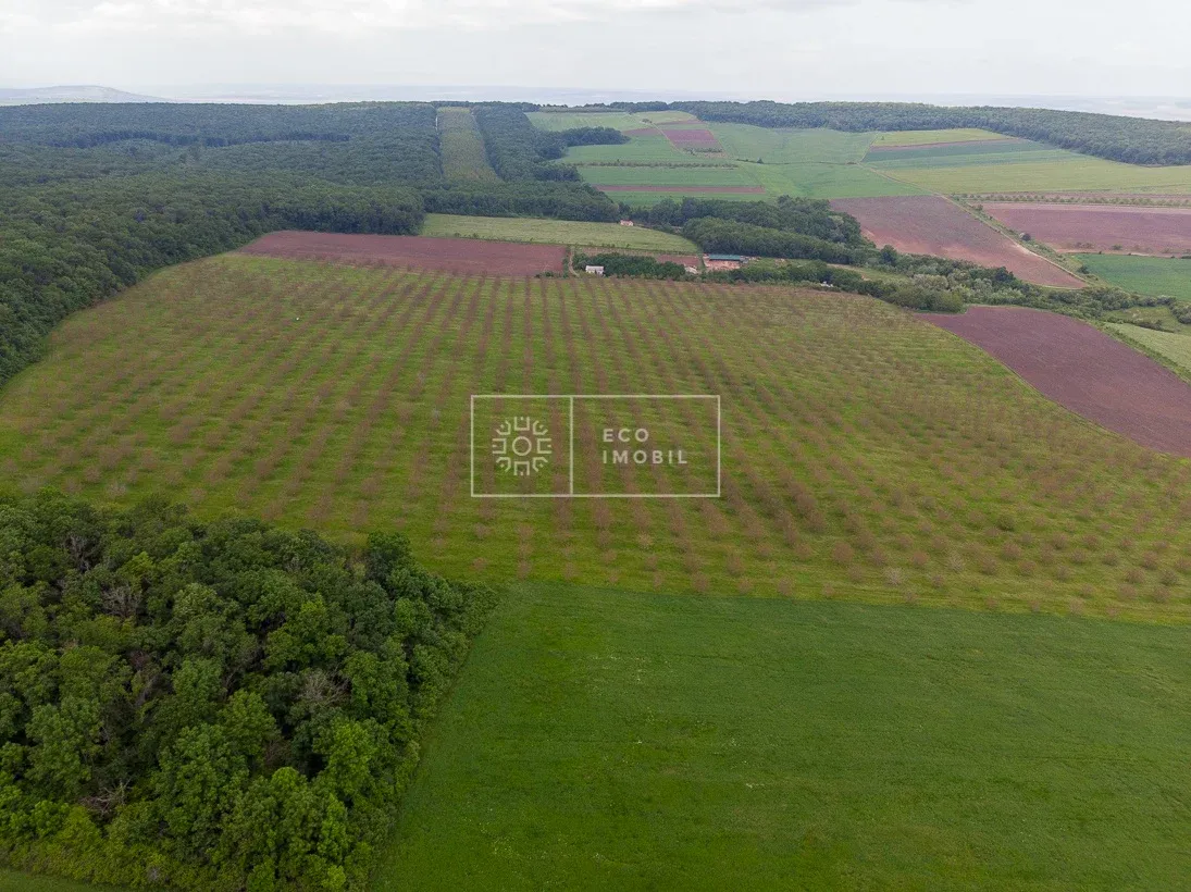 Teren comercial, 55 hectare — Imagine 4